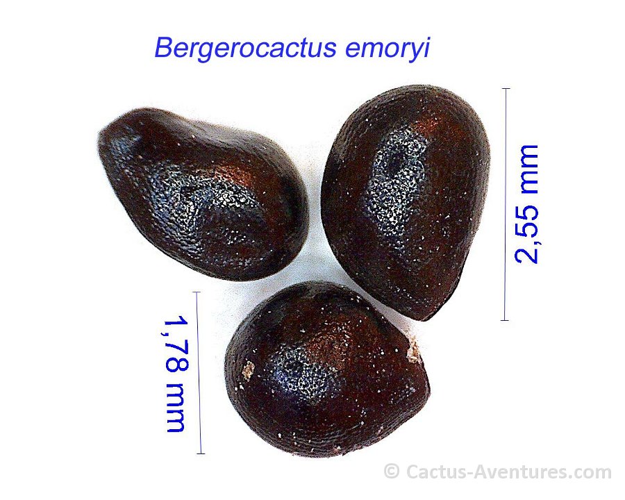 Bergerocactus emoryi JM
